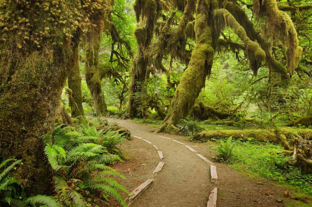 The Hoh River Trail Was Named One of the Best Hikes of 2025