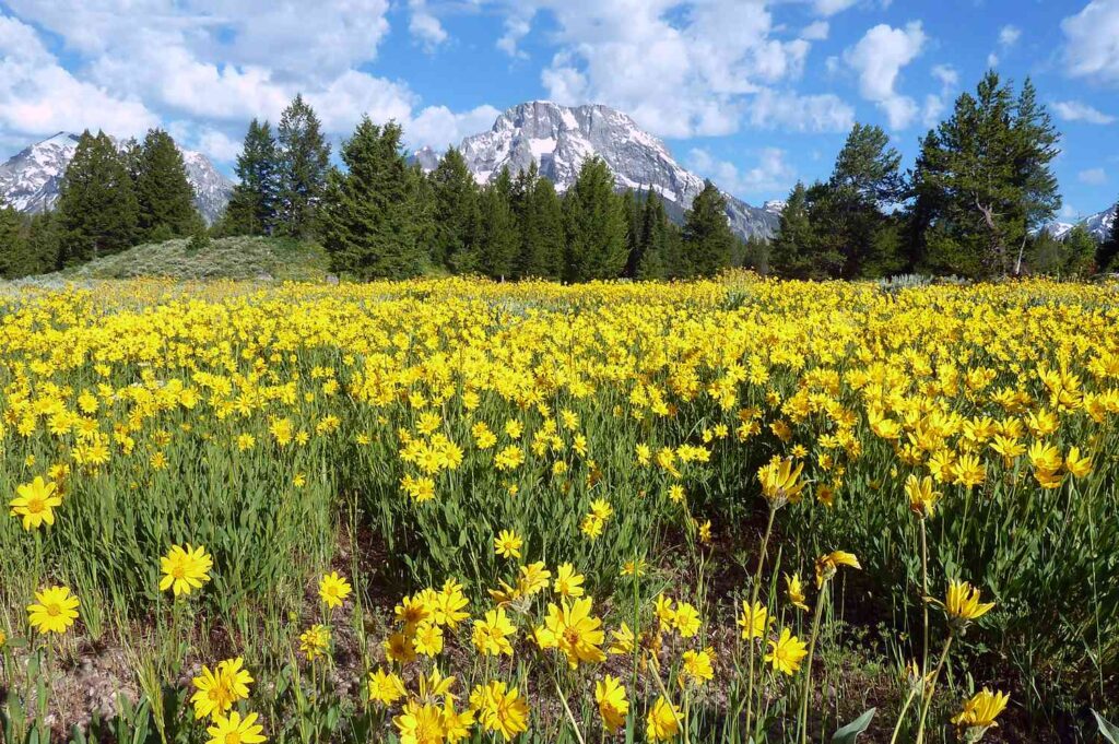 The Best Places to See Montana Wildflowers All Summer Long, According to the U.S. Forest Service