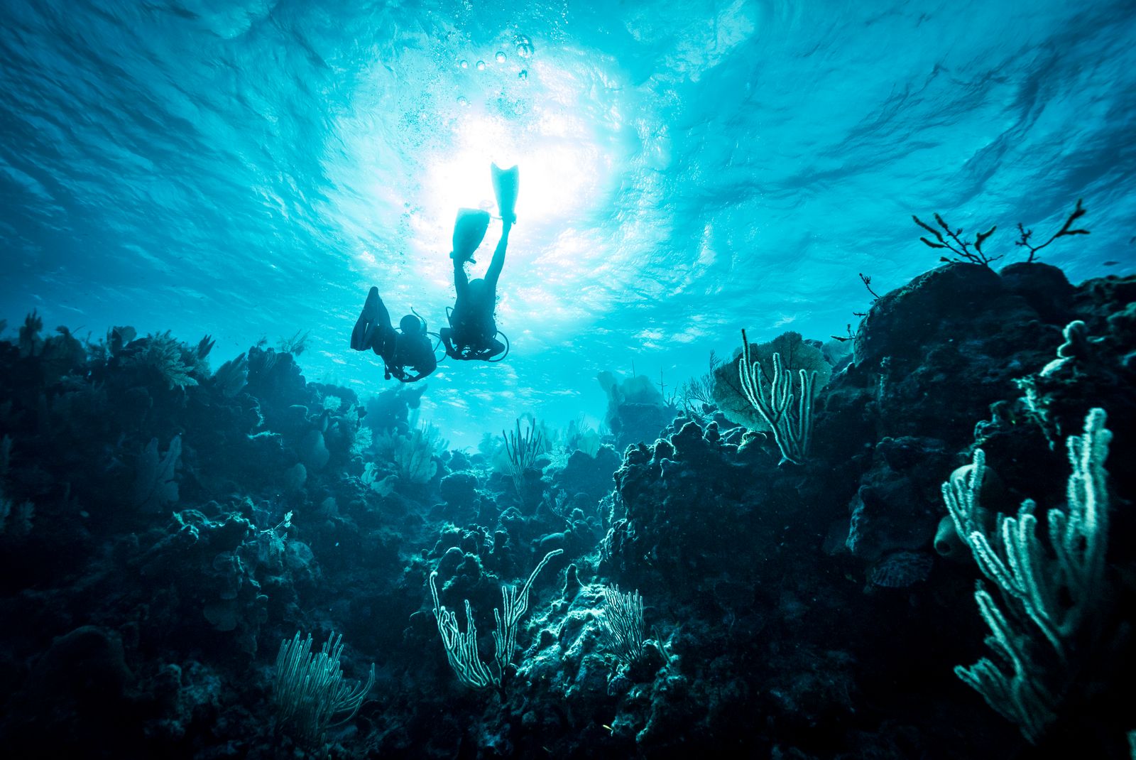 Image may contain Nature Outdoors Water Underwater Person Leisure Activities Sport Swimming and Water Sports
