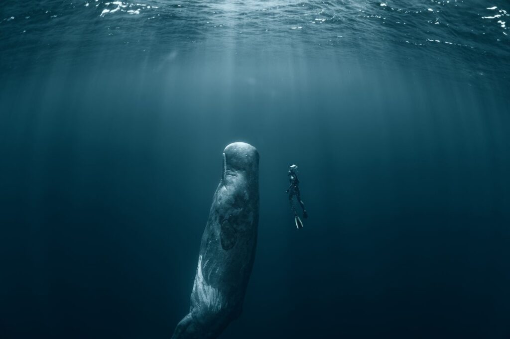 How to Spend 6 Days Swimming With Sperm Whales in the Caribbean