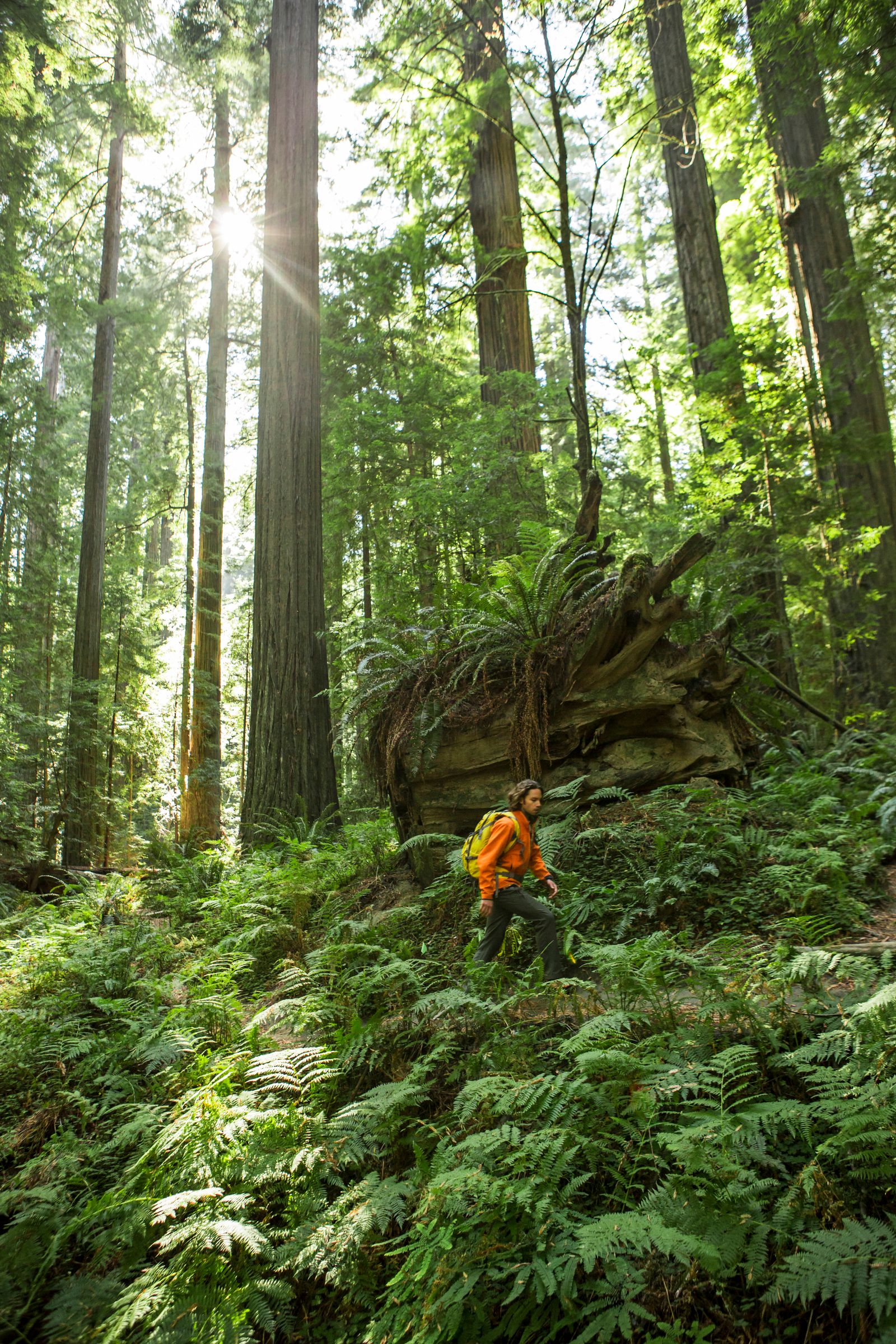 Hiking through the Redwood Forest in California.