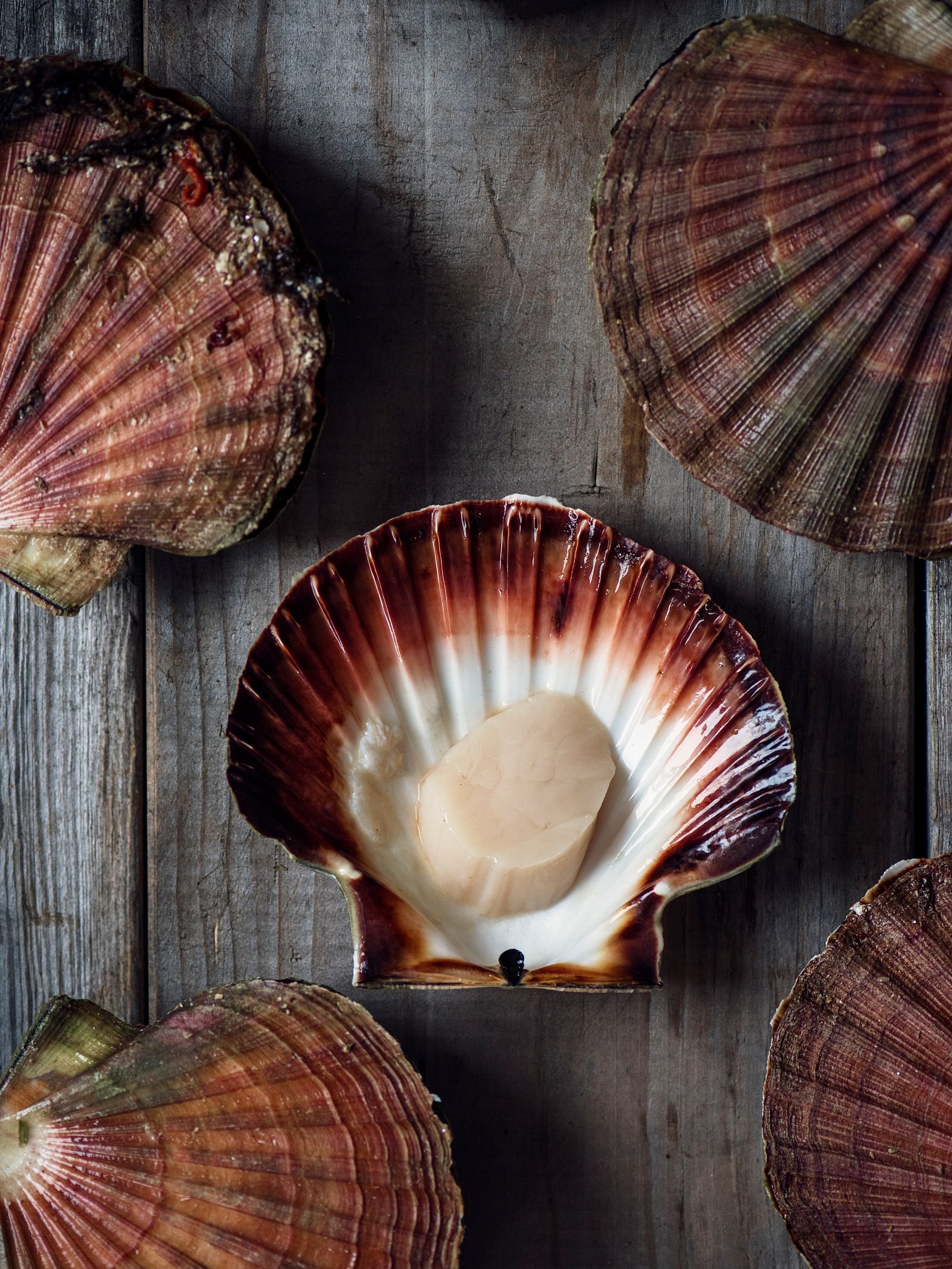 Image may contain Animal Clam Food Invertebrate Sea Life Seafood and Seashell