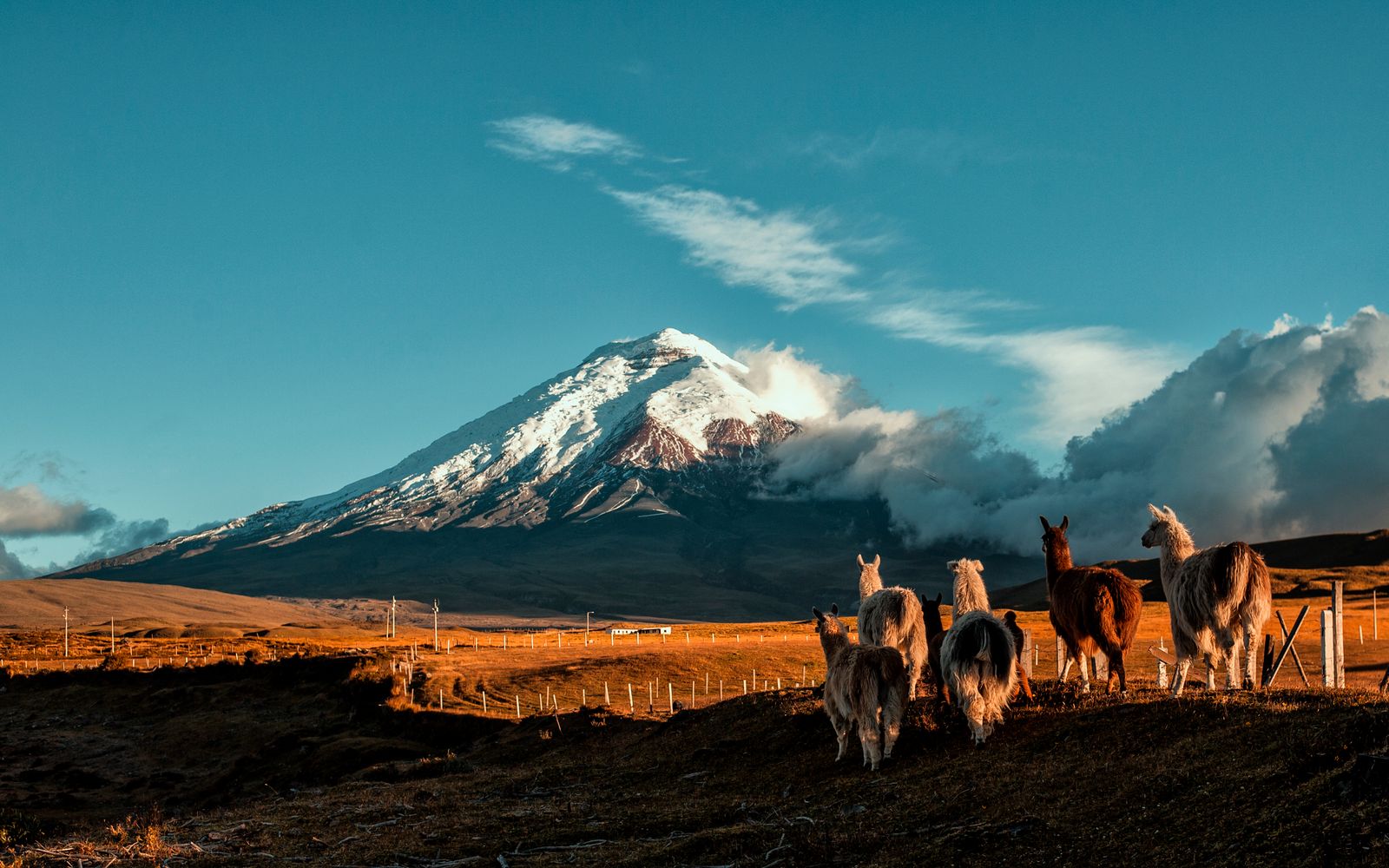 Image may contain Nature Outdoors Scenery Landscape Animal Livestock Mammal Sheep and Windmill