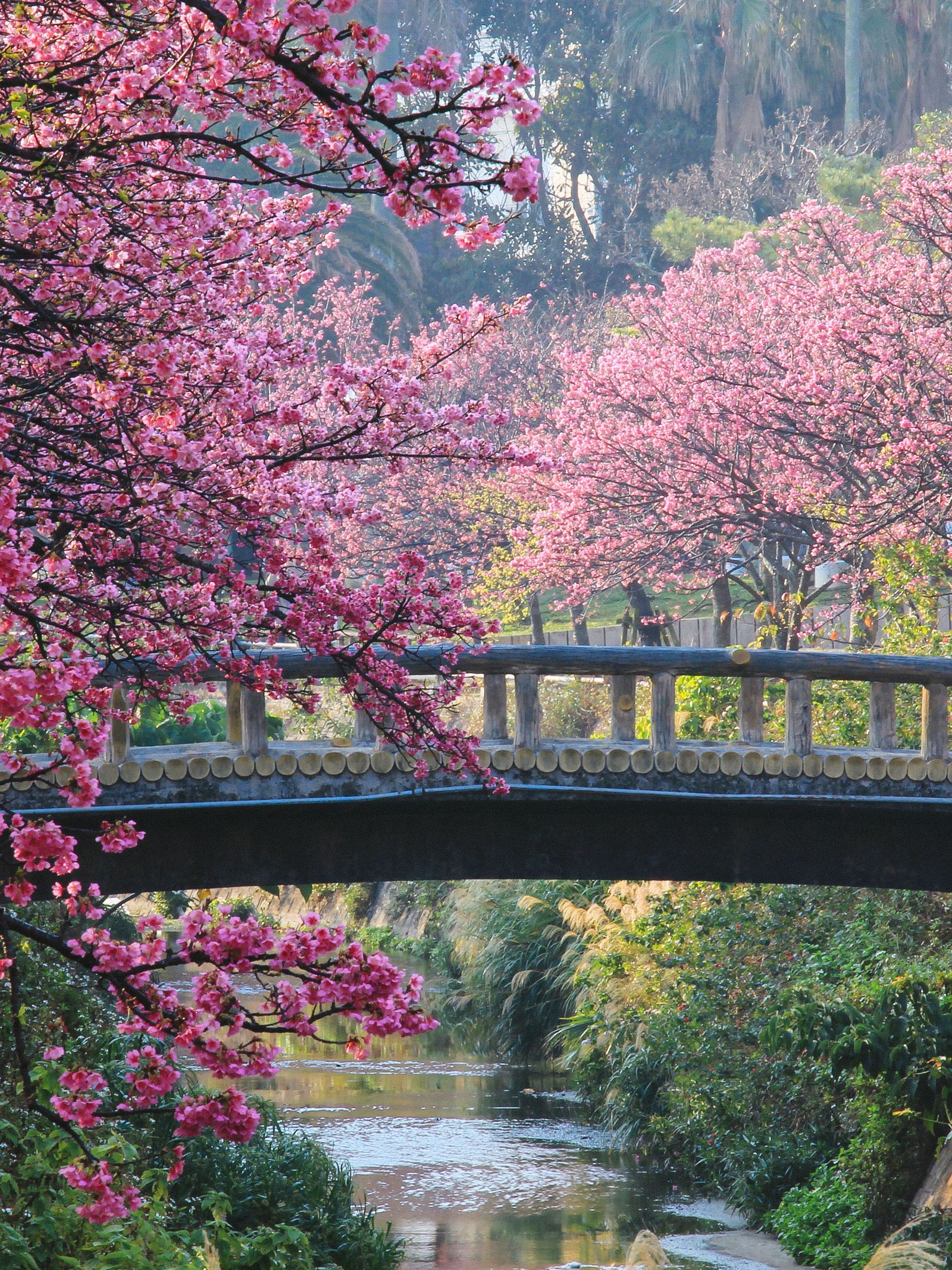 Image may contain Flower Petal Plant Vegetation Grass Nature Outdoors Park Grove Land Tree Woodland and Scenery