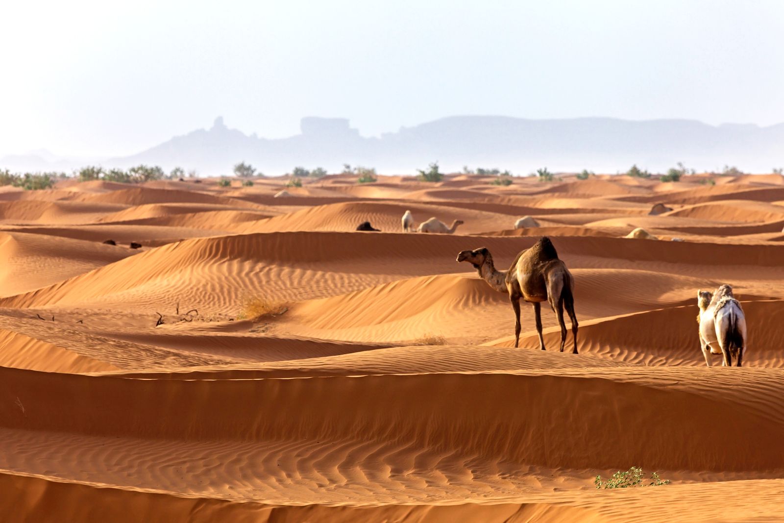 Image may contain Desert Nature Outdoors Scenery Landscape Animal Canine Dog Mammal Pet Panoramic and Bird
