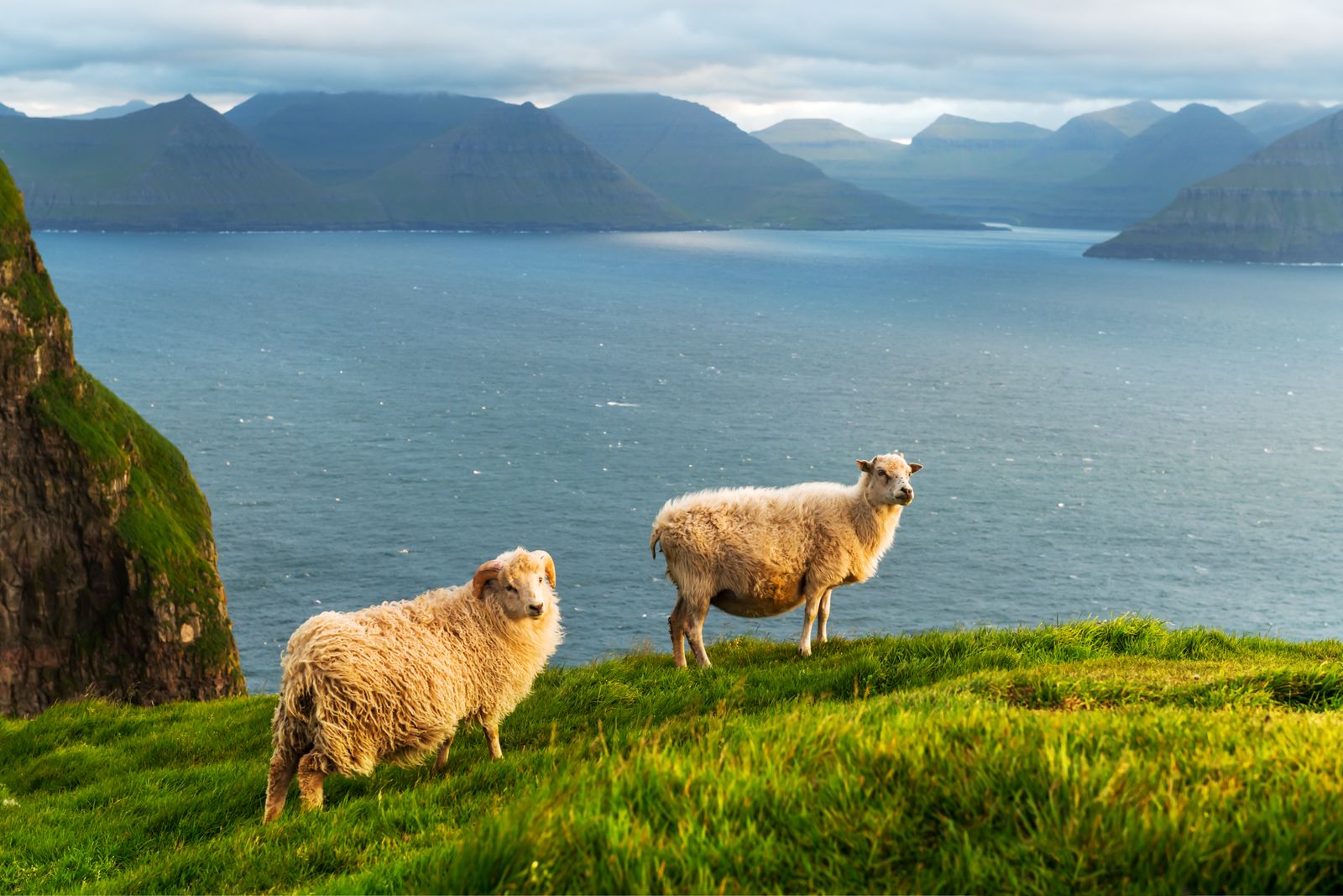 Image may contain Nature Outdoors Scenery Landscape Animal Livestock Mammal Sheep Field Grassland and Countryside