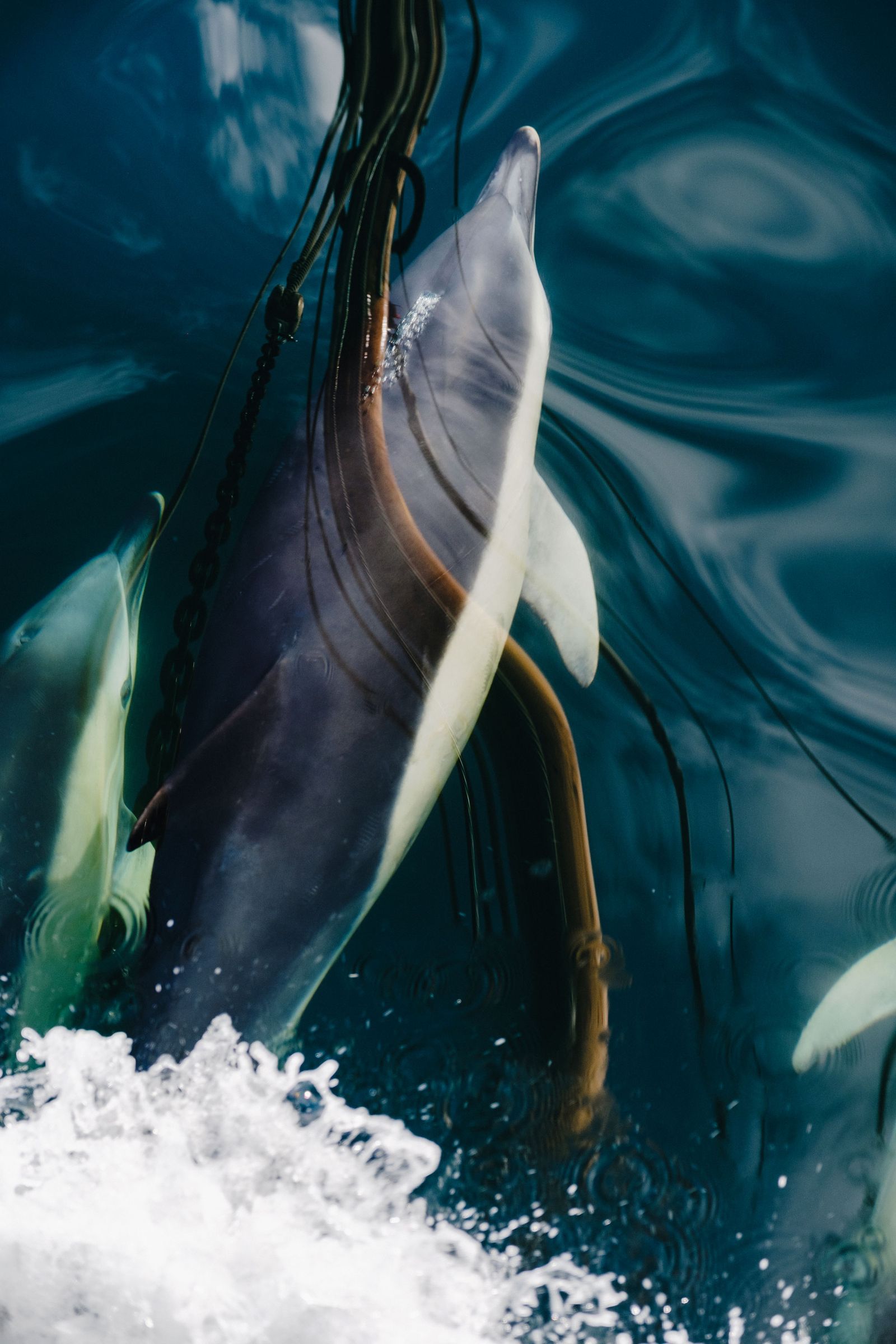 Image may contain Animal Dolphin Mammal and Sea Life