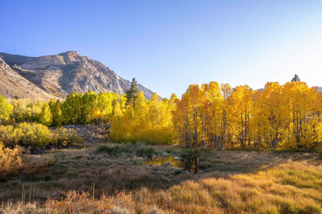 This Is the Best Place to See Fall Foliage in California