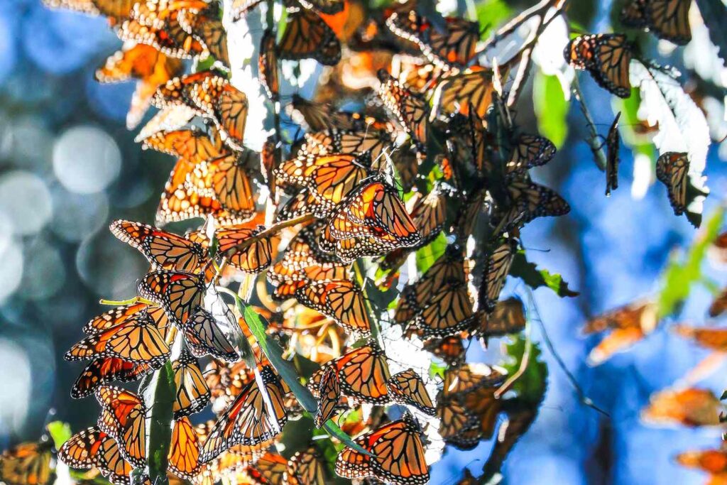 Thousands of Monarch Butterflies Migrate to California Every Fall and Winter—How to See Them and Save Them Thousands of Monarch Butterflies Migrate to California Every Fall and Winter—How to See Them and Save Them