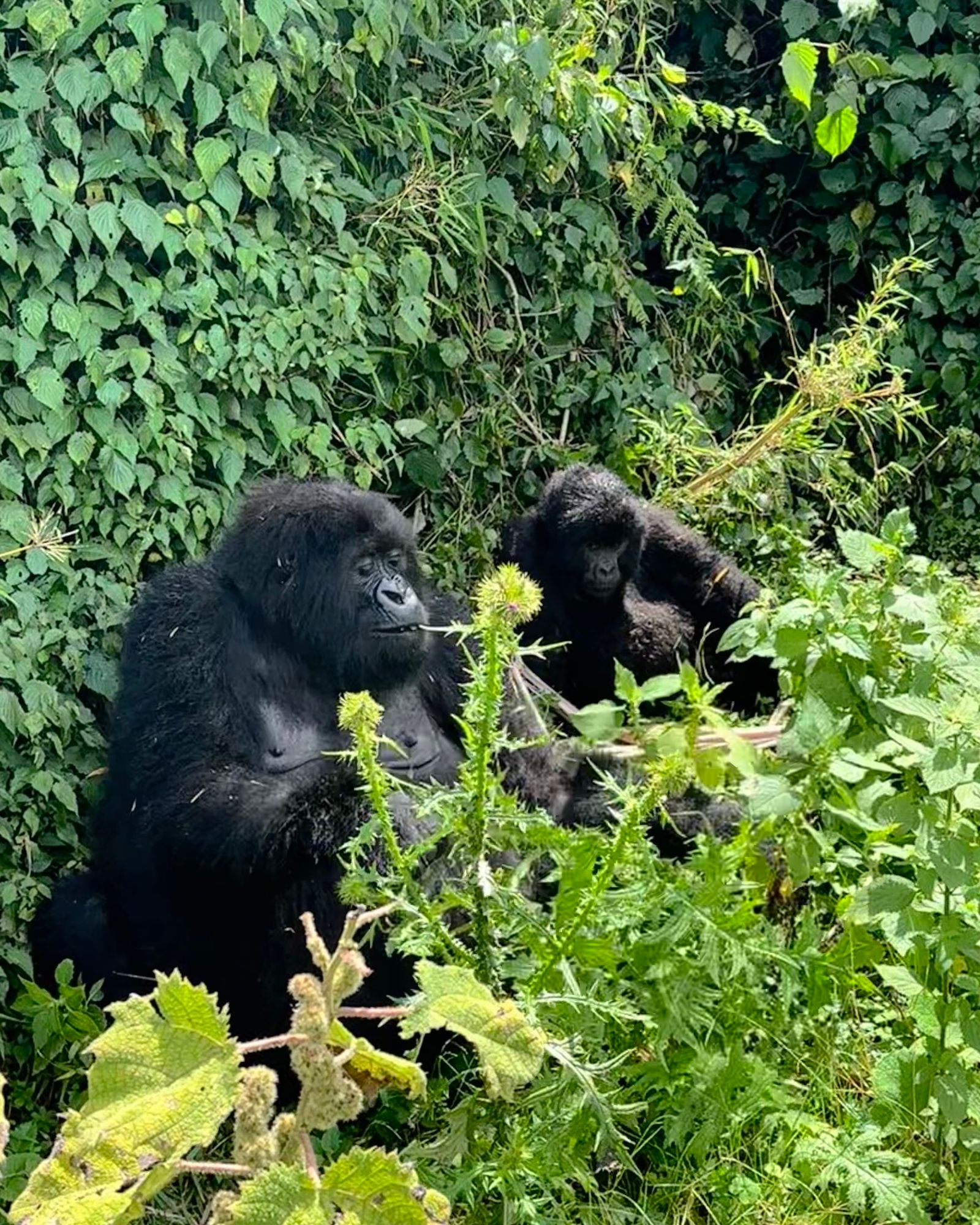 Image may contain Animal Ape Mammal Wildlife Gorilla Bear and Monkey