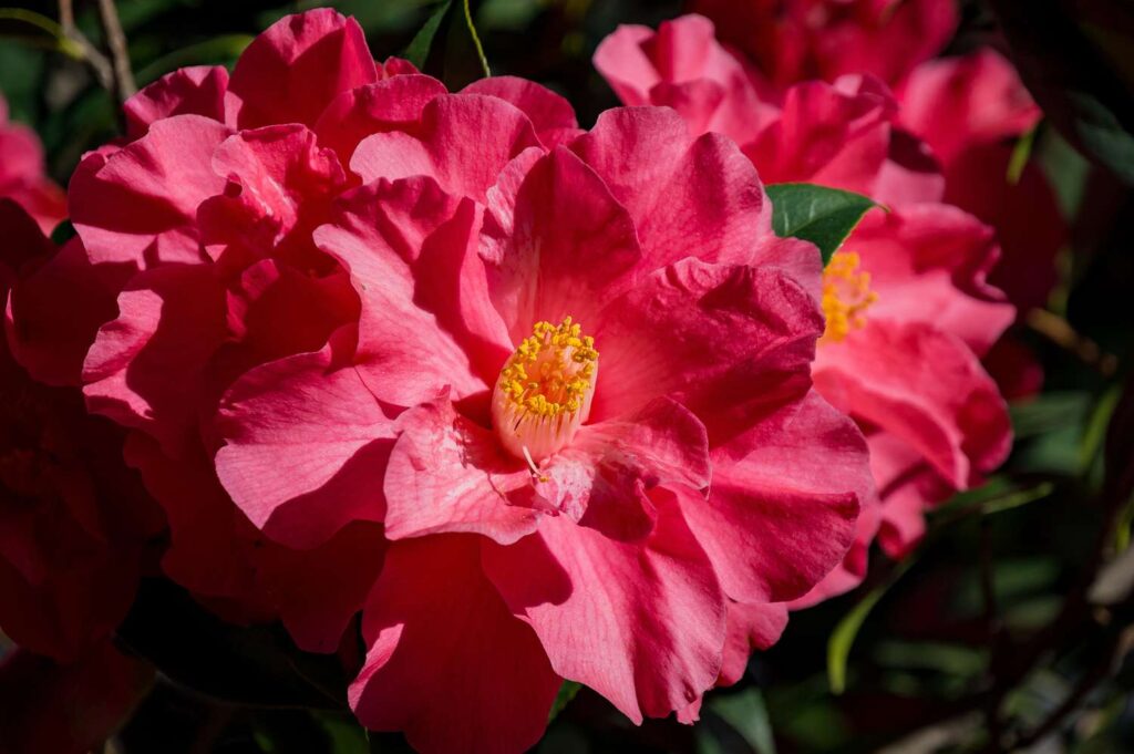This U.S. City Is the 'Camellia Capital of the World'—and Winter Is the Best Time to See Full Blooms