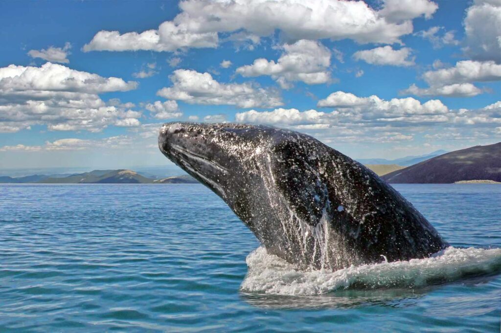 Sonoma County Has the Best Whale Watching in the U.S.
