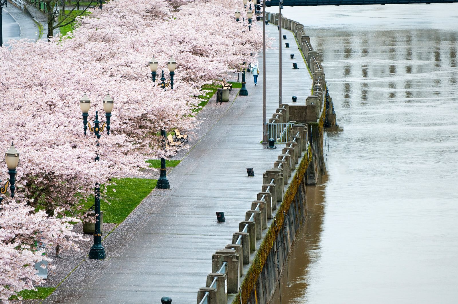 Image may contain Water Waterfront Path Sidewalk Flower Plant Boardwalk Bridge Person Pier City and Outdoors