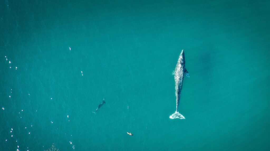 Best Places to Go Whale Watching in California