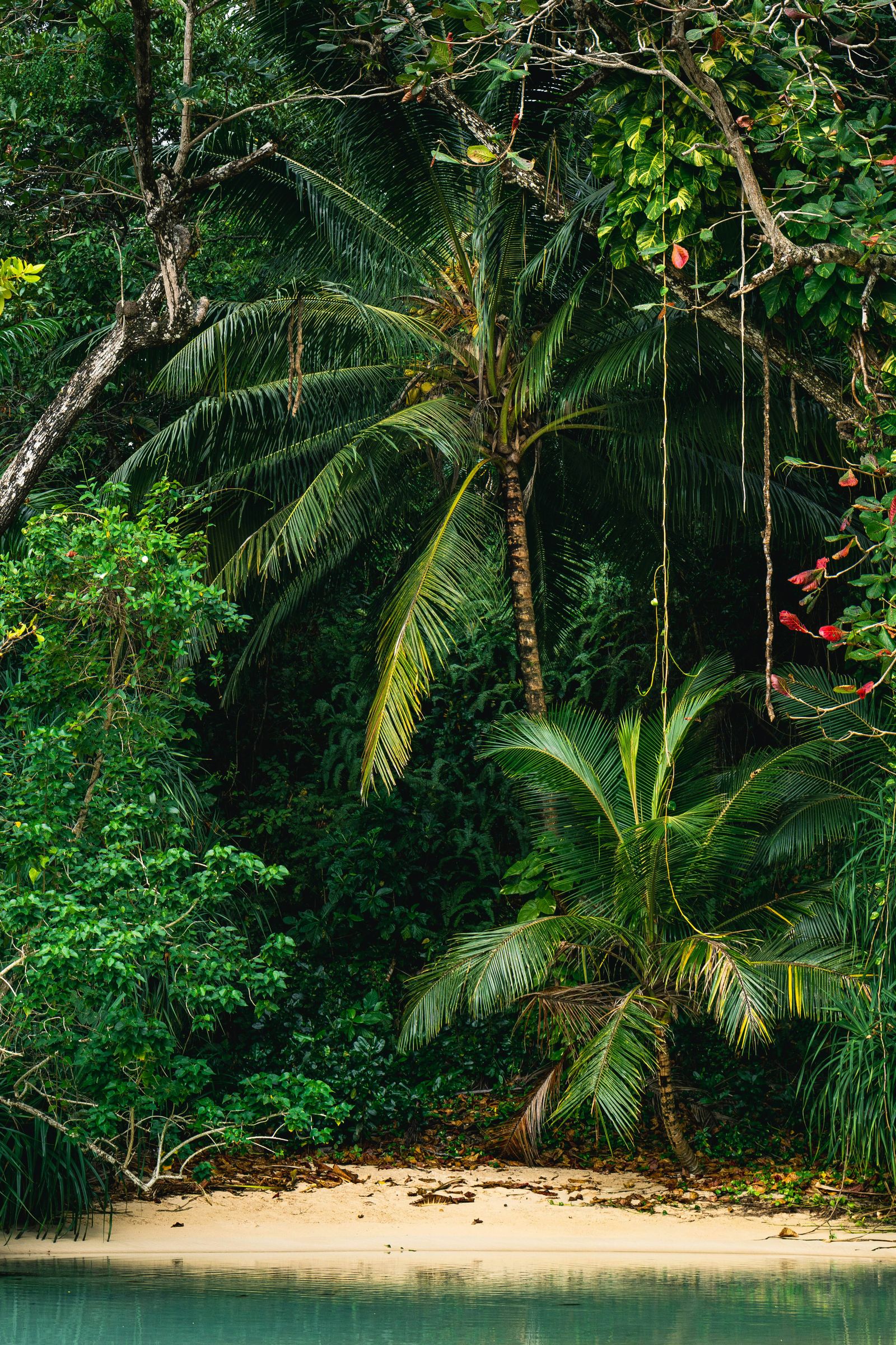 Image may contain Jungle Nature Outdoors Plant Vegetation Land Rainforest and Tree