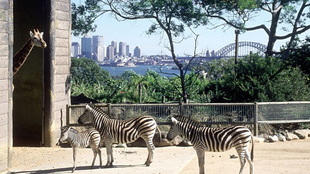 The Best Zoos on Earth for Lions, Tigers and Bears – Oh My! The Best Zoos in the World for Lions and Tigers and Bears, Oh My!