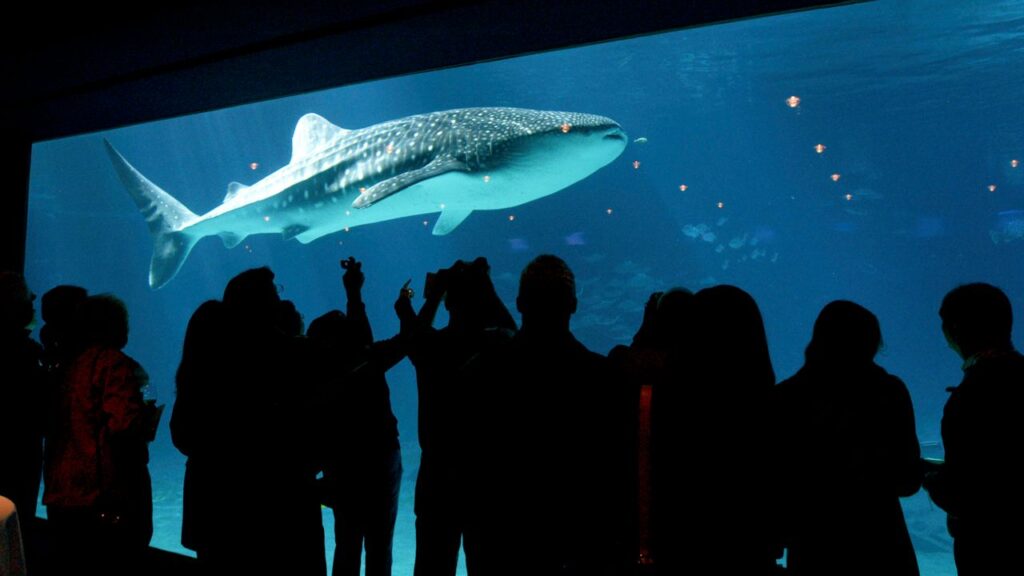 Best Aquariums in US The Best Aquariums in the US
